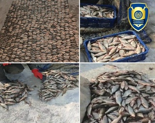 Aydar-Arnasoy koʻllar hududida “Qizilkoʻz” baliqlarini noqonuniy ovlayotgan shaxslar ushlandi