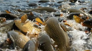 Пресс-тур в рыбоводческие хозяйства Навоийской области