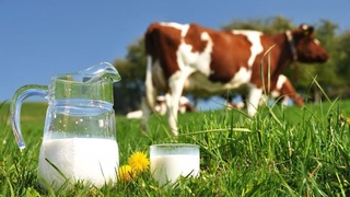 Ўзбекистонлик олимлар ковидга қарши сут ишлаб чиқди