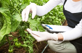 Установлен порядок проведения мониторинга в сфере карантина растений