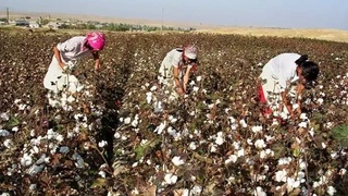 "Бу йилги мавсумда мажбурий меҳнатга йўл қўйган 5 нафар мансабдор жавобгарликка тортилди" — Вазирлик