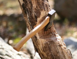 В Узбекистане к юридическим лицам, вырубающим деревья, будут применяться финансовые санкции