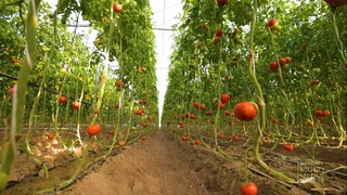 Intensiv bogʻlar kengaymoqda