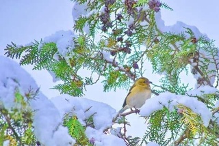 21 декабрь куни қор ёғади