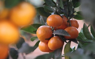 В Узбекистане будет создана экспериментальная плантация мандарина на пяти гектарах