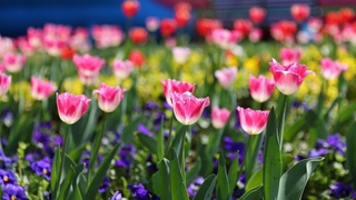 Mamlakatimizda dam olish kunlarida qanday ob-havo  kuzatiladi?