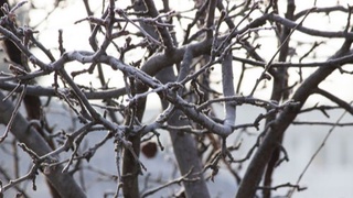 Эртадан Ўзбекистонда ҳаво кескин совиши кутилмоқда