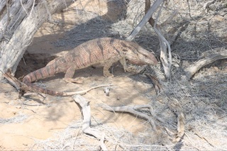 В государственном заповеднике «Актау - Тамды» провели весенний учет численности диких животных