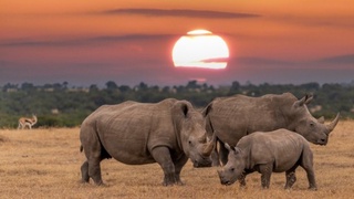 Rhinos at Risk as Temperatures Set to Become Deadly
