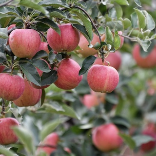 FAO Orolbo'yi mintaqasida bog'dorchilikning innovatsion usullarini targ'ib qilmoqda