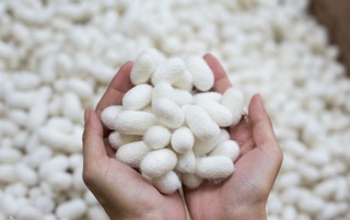 Етиштирилган пилла ҳосили учун субсидия ажратилади