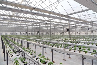 Аҳоли газ тармоқларига уланмаган иссиқхоналарга газ етказиб берилади