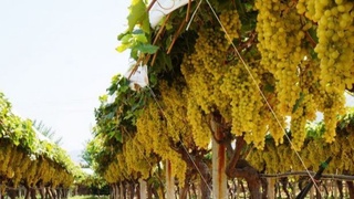 Tahlil: uzumchilikda toʻplangan tajribani yangilash zarurati bor