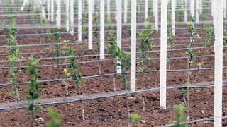 В Наманганской области инвестиции из ОАЭ позволили заложить интенсивный сад