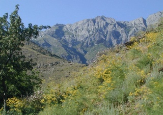 Oʻzbek olimlari 108-yil oldin terilgan tur gerbariysidan DNK ajratib oldi