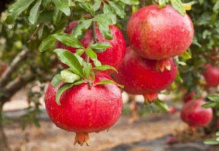 Сурхондарёда яна 9 минг 432 гектар ерда анорзорлар барпо этилади