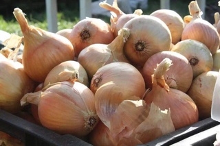 Why has the price of early onions increased to a record high in Uzbekistan?
