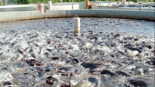 Балиқчилик лойиҳаларини амалга ошириш учун гаровсиз кредит берилади