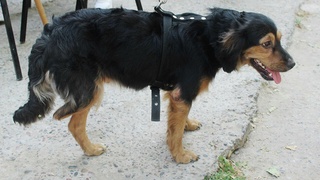 Ҳайвонларга нисбатан шафқатсиз муносабатда бўлиш жиноий жавобгарликка сабаб бўлиши мумкин