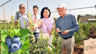 Ягоды как перспективный бизнес