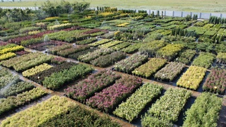 Узбекистан увеличивает площади для выращивания лекарственных растений