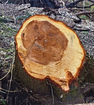 In Uzbekistan, the fine for cutting down trees has increased fivefold