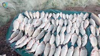 O‘rtachirchiqda noqonuniy baliq ovlagan huquqbuzar javobgarlikka tortildi