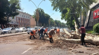 "Next" савдо маркази олдидаги чинор нега кесиб ташланди?