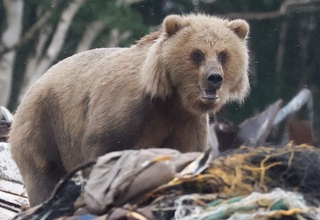 Magadandada erkak ayiq hamlasidan so'ng halok bo'ldi