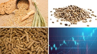 На Узбекской республиканской товарно-сырьевой бирже снизились цены на пшеницу, технические семена и шрот