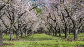 Нукус шаҳридаги «Алланияз қаҳарман» боғи оталиққа олинди