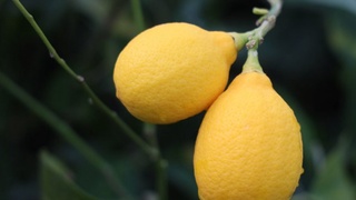 5 sotix limonariyamni kengaytirishga qanday subsidiya olsam boʻladi?