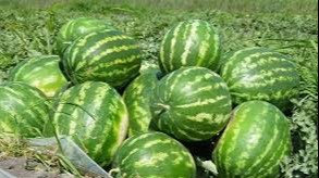 Қайси давлатга қанча тарвуз экспорт қилинди?