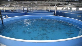 В рыбоводство будут широко внедрены интенсивные технологии