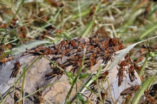 Ўзбекистонда салкам 516 минг гектарда ҳудудда чигиртка тарқалгани аниқланди