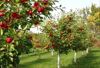 «Сибирское здоровье» инвестирует 21 млн долларов США в интенсивные сады в Узбекистане