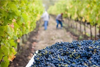 Қайси ҳудуд хорижга энг кўп узум экспорт қилган?