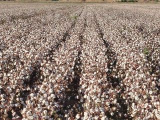 Let the cotton plant’s “inheritance” not remain in the field or why cotton must not only be grown, but brought to maturity on time