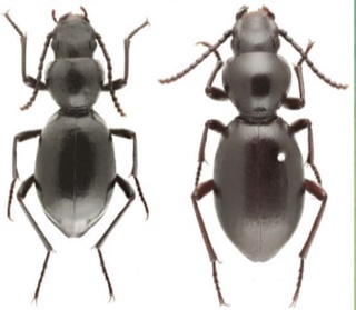 Фан учун янги қўнғиз турлари аниқланди