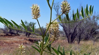 В Узбекистане обнаружили неизвестное ранее растение