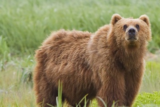 Қашқадарёдаги қишлоқлардан бирида айиқ юргани ростми?