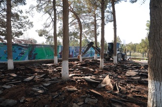 Surxondaryoda daraxtlar beton qoplamalardan tozalandi