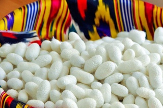 Bir dona ipak ko‘ylak uchun qancha ipak qurti kerak?