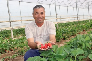 Tomchilatib sugʻorish yoʻli bilan qulupnay yetishtirish qanday boʻladi?