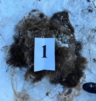 Boʻstonliqda qoʻngʻir ayiq oʻldirilgani aniqlandi