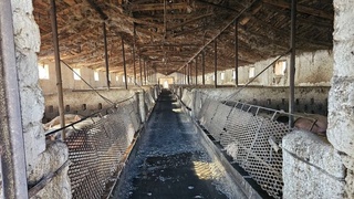 Pastdargʻomda choʻchqaxona egalari mashina ballonlari yoqib havoni ifloslab kelgani aniqlandi