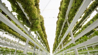 2 млн евро на внедрение технологий вертикального фермерства в Узбекистане