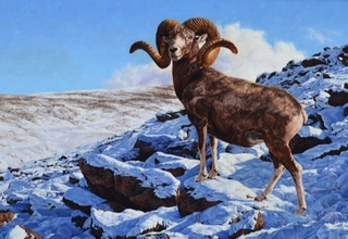 Қизилқум архарлари фотоқопқонга тушди