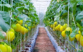 Узбекистан направит 100 млн долл. на финансирование проектов по созданию современных теплиц