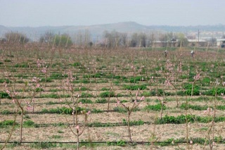 Республика бўйича самарасиз ҳисобланган 18,4 минг гектар боғ бузилади